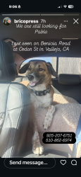 Lost Male Dog last seen Near benicia rd. Vallejo ca, Vallejo, CA 94591
