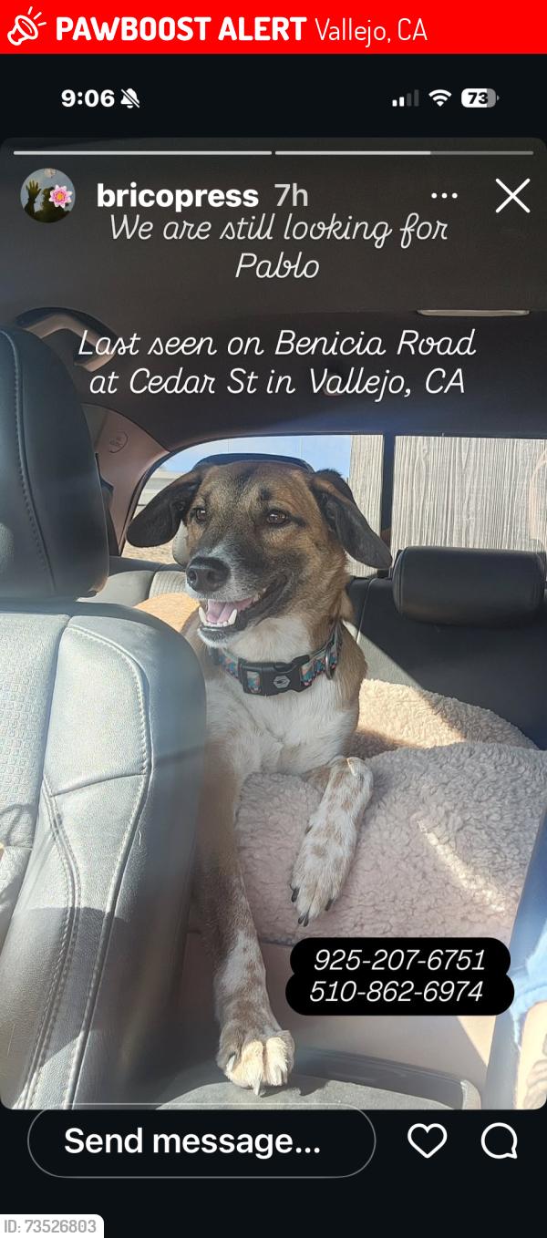 Lost Male Dog last seen Near benicia rd. Vallejo ca, Vallejo, CA 94591