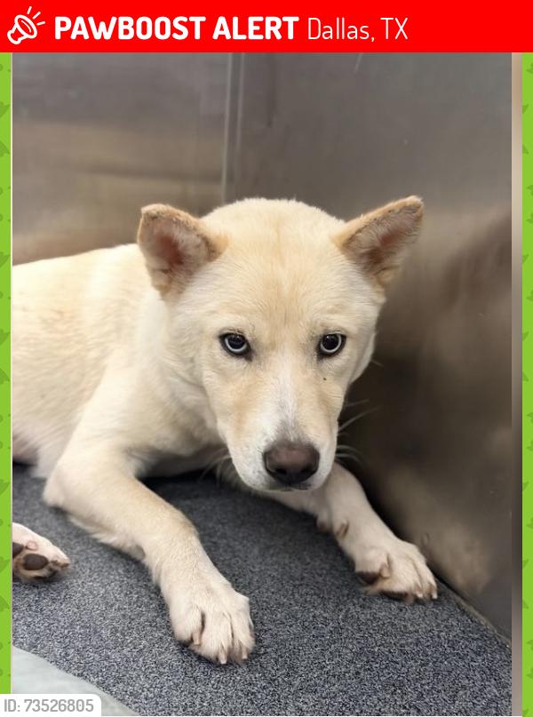 Lost Female Dog last seen Near Chimney Hill Ln Dallas, TX 75243, Dallas, TX 75243