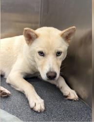Lost Female Dog last seen Near Chimney Hill Ln Dallas, TX 75243, Dallas, TX 75243