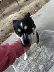 Found/Stray Male Dog last seen Herndon and brawley, Fresno, CA 93722