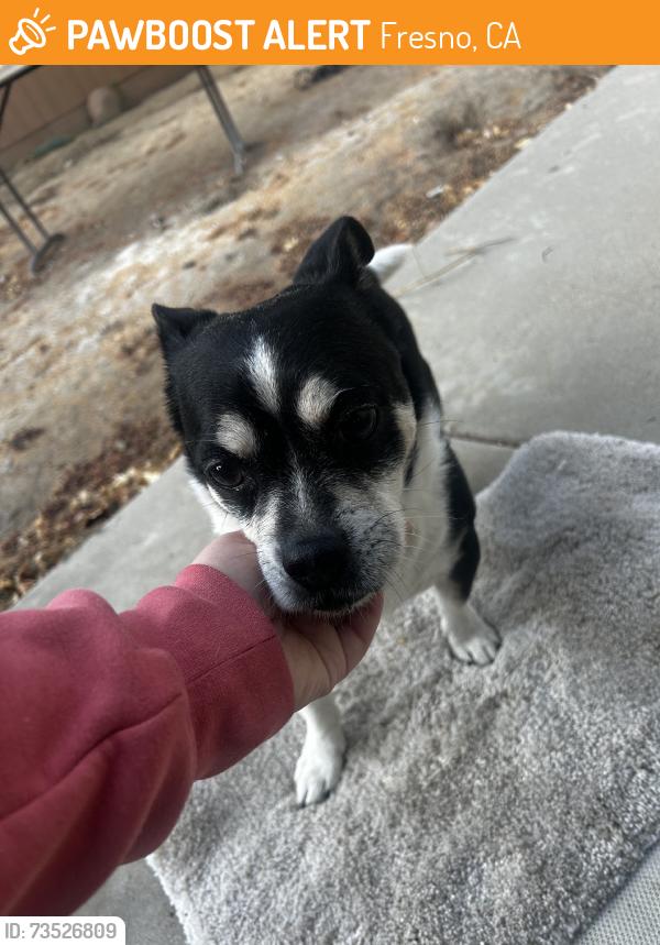 Found/Stray Male Dog last seen Herndon and brawley, Fresno, CA 93722