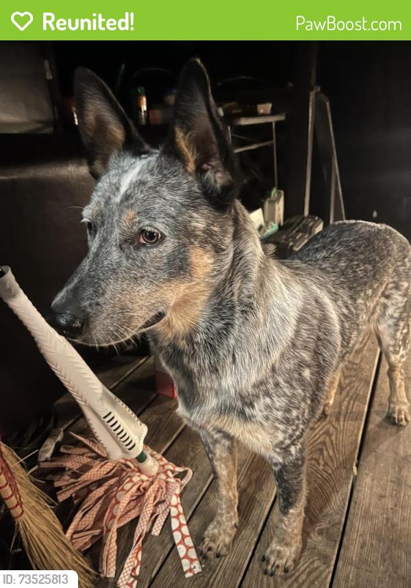 Reunited Male Dog last seen Ironwood Dr and Cloverwood Dr, Nashville, TN 37214