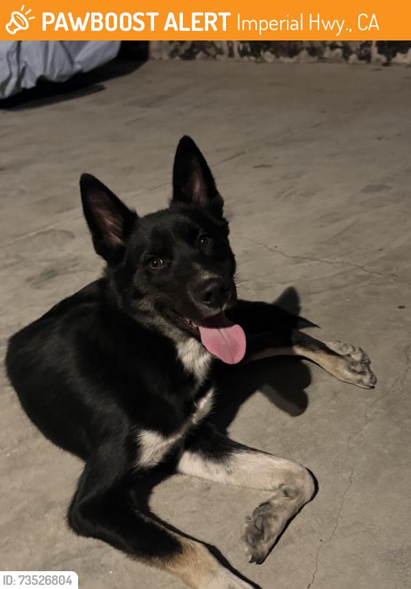 Found/Stray Female Dog last seen Imperial Hwy and 113th street, Imperial Hwy., CA 90242