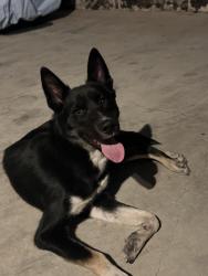Found/Stray Female Dog last seen Imperial Hwy and 113th street, Imperial Hwy., CA 90242