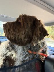 Reunited Male Dog last seen Chestnut Lake and Woodlawn. Near Dickerson middle, Cobb County, GA 30068