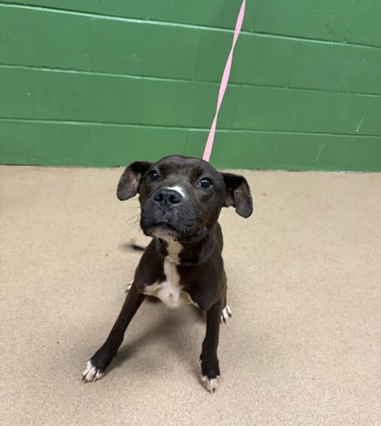 Shelter Stray Female Dog last seen Near Hwy 413 29621, Anderson County, SC, 1320 US-29, Anderson, SC 29626, USA