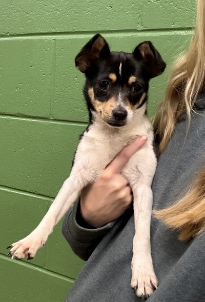 Shelter Stray Male Dog last seen Near M St.29625, Anderson County, SC, 1320 US-29, Anderson, SC 29626, USA