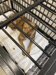 Shelter Stray Male Dog last seen Near 47th Ct, IRC AC, FL, 6230 77th St, Vero Beach, FL 32967, USA