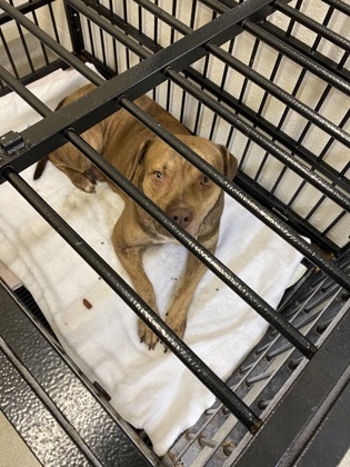 Shelter Stray Male Dog last seen Near 47th Ct, IRC AC, FL, 6230 77th St, Vero Beach, FL 32967, USA