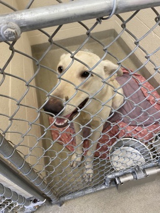 Shelter Stray Male Dog last seen Near 34th Ave SW, IRC AC, FL, 6230 77th St, Vero Beach, FL 32967, USA