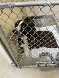 Shelter Stray Male Dog last seen Near 34th Ave SW, IRC AC, FL, 6230 77th St, Vero Beach, FL 32967, USA