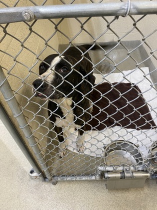 Shelter Stray Male Dog last seen Near 34th Ave SW, IRC AC, FL, 6230 77th St, Vero Beach, FL 32967, USA