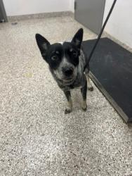 Shelter Stray Female Dog last seen Near Hemlock Ln, Lowell, NC, 1491 Business Park Ct, Gastonia, NC 28052, USA