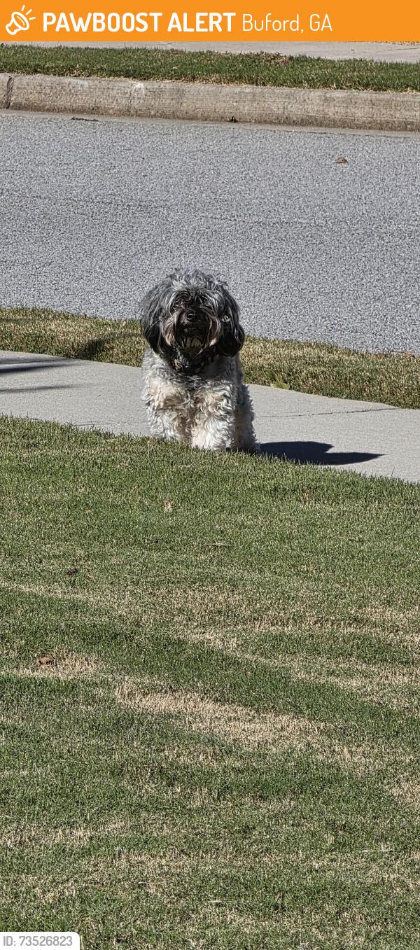 Found/Stray Male Dog last seen Castleberry ln Buford, Buford, GA 30518