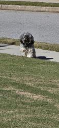 Found/Stray Male Dog last seen Castleberry ln Buford, Buford, GA 30518