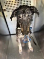Shelter Stray Male Dog last seen Near OAK GROVE RD, South District, TX, 355 Hillshire Dr, Haslet, TX 76052, USA