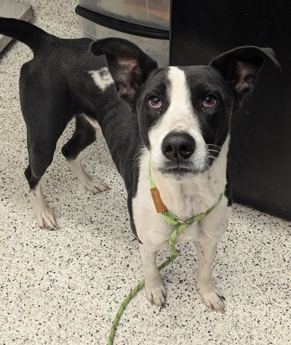 Shelter Stray Male Dog last seen Near Mount Gilead rd, Atlanta, GA, 1251 Fulton Industrial Blvd NW, Atlanta, GA 30336, USA