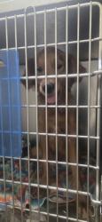 Shelter Stray Female Dog last seen Near bluebonnet centre blvd, 70809, LA, 2550 Gourrier Ave, Baton Rouge, LA 70820, USA