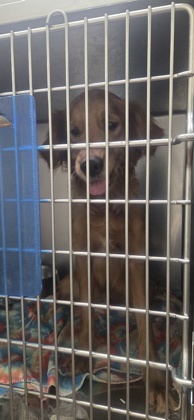 Shelter Stray Female Dog last seen Near bluebonnet centre blvd, 70809, LA, 2550 Gourrier Ave, Baton Rouge, LA 70820, USA