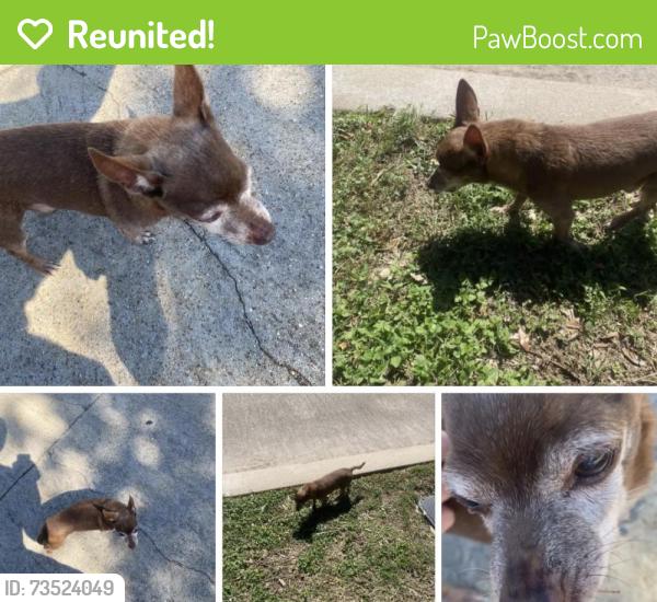 Reunited Male Dog last seen Brookhollow Grove Ct., Houston, Tx 77084, Houston, TX 77084