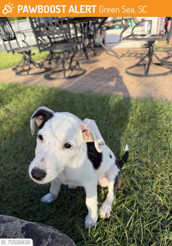 Found/Stray Male Dog last seen Green Sea Baptist, Green Sea, SC 29545