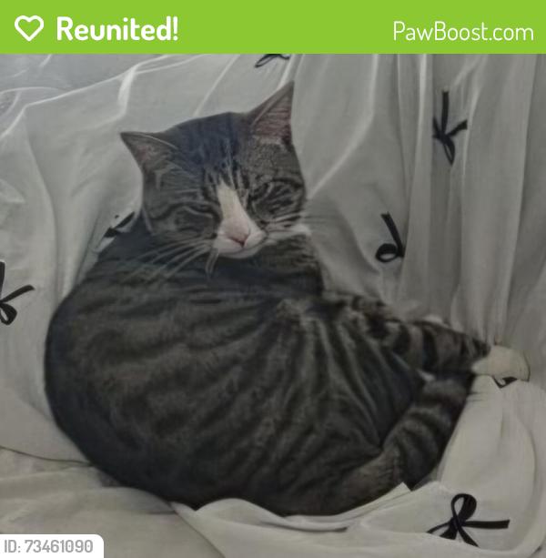 Reunited Male Cat last seen Orwell Housing Association and Horley Spiritualist Church, Suffolk, England IP2 0BG
