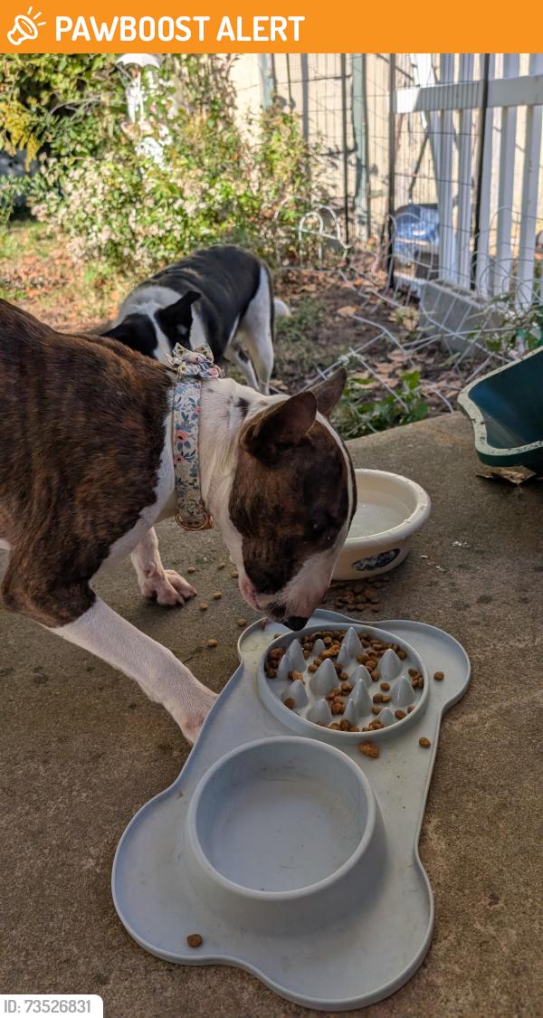 Found/Stray Female Dog last seen Vincentown firehouse, Southampton Township, NJ 08088