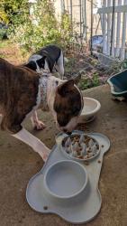 Found/Stray Female Dog last seen Vincentown firehouse, Southampton Township, NJ 08088