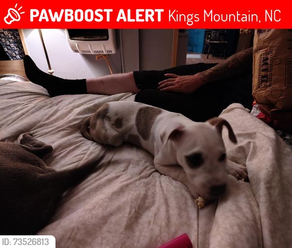Lost Female Dog last seen Crowder mountain area, Kings Mountain, NC 28086