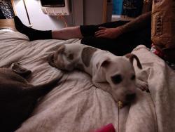 Lost Female Dog last seen Crowder mountain area, Kings Mountain, NC 28086