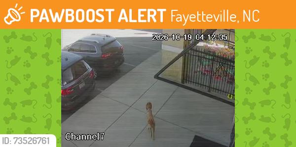 Found/Stray Unknown Dog last seen BuzzFit BootCamp, Boone Trail Center, Pizza Hutt, Jersey Mike's, Fayetteville, NC 28304