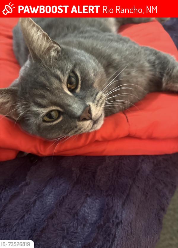 Lost Male Cat last seen Hood and Zuni, Rio Rancho, NM 87124
