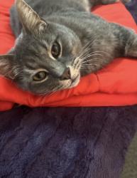 Lost Male Cat last seen Hood and Zuni, Rio Rancho, NM 87124
