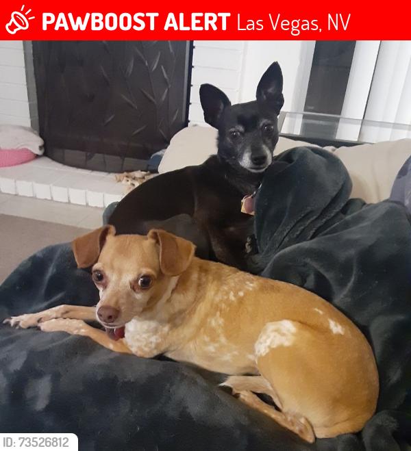 Lost Male Dog last seen Near Whispering Palms Dr, Las Vegas, NV 89123