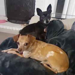 Lost Male Dog last seen Near Whispering Palms Dr, Las Vegas, NV 89123