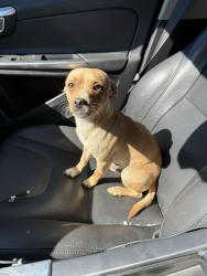 Found/Stray Male Dog last seen In parking lot of Aloha Safari Park, Harnett County, NC 28368