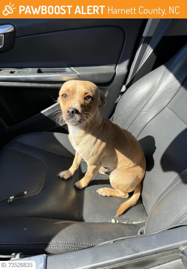 Found/Stray Male Dog last seen In parking lot of Aloha Safari Park, Harnett County, NC 28368