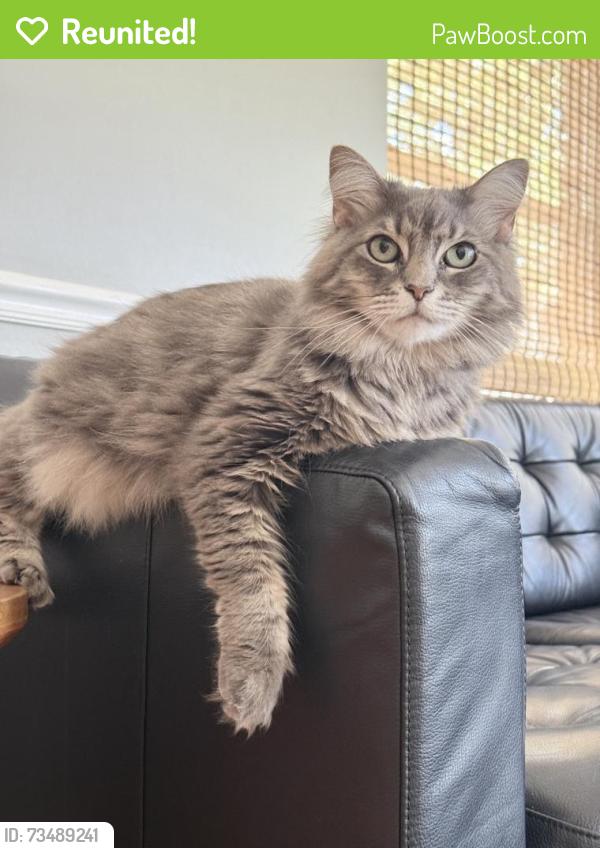 Reunited Female Cat last seen Towne Lake Pkwy, Cypress, TX 77433