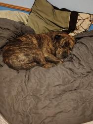 Reunited Male Dog last seen Derbyshire and Alabama, Daytona Beach, FL 32117