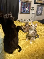 Reunited Female Cat last seen Alcott and Colorado, Denver, CO 80219