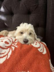Reunited Female Dog last seen 67th and Hillcrest, Glendale, AZ 85310