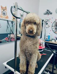 Lost Male Dog last seen Copper Mine Branch, Nantahala Forest, Clay County NC, Hayesville, NC 28904