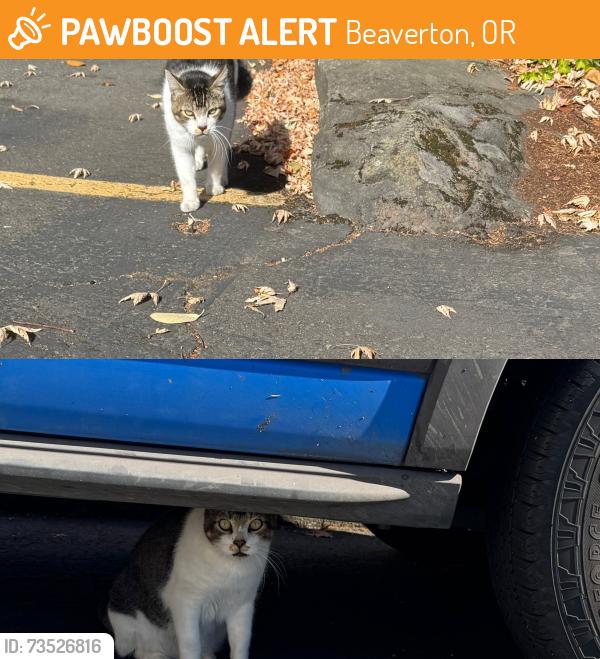 Found/Stray Unknown Cat last seen Cascade Plaza, Beaverton, OR 97008