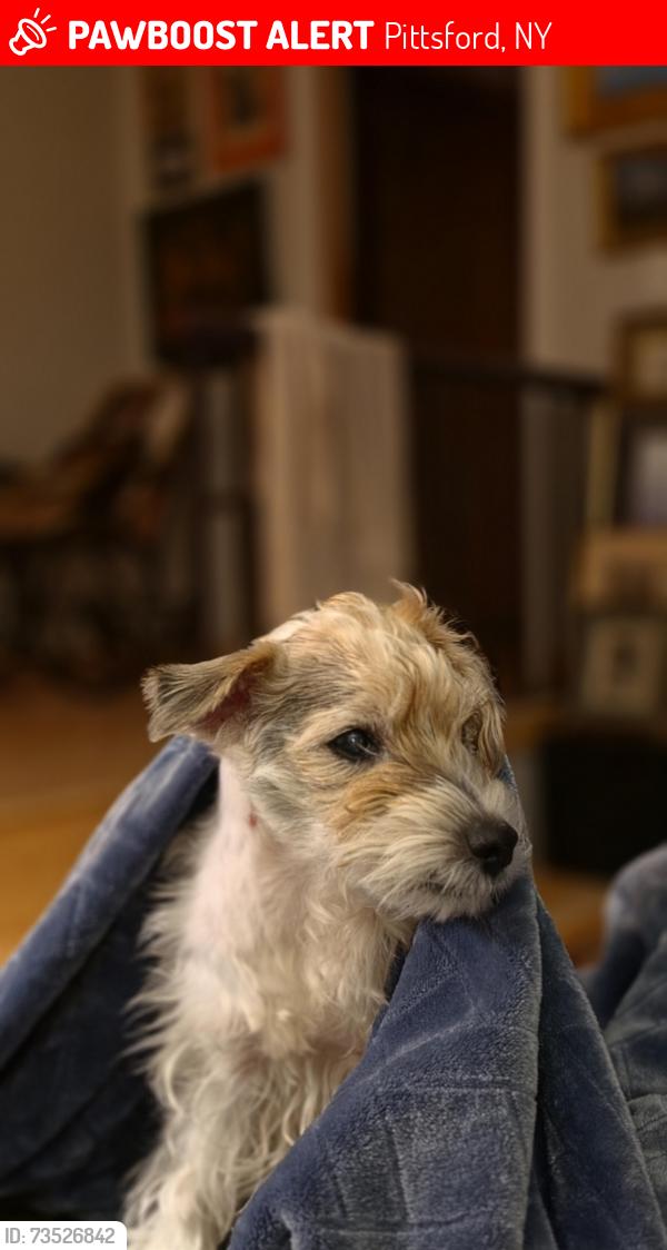 Lost Male Dog last seen Near Hardwood Hill Rd, Pittsford NY 14534, Pittsford, NY 14534