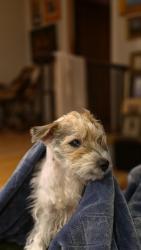 Lost Male Dog last seen Near Hardwood Hill Rd, Pittsford NY 14534, Pittsford, NY 14534