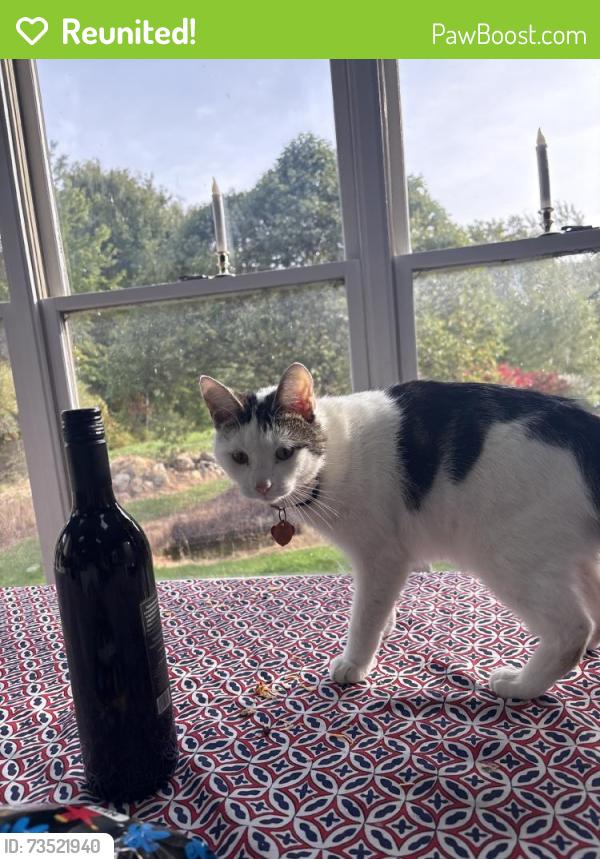 Reunited Male Cat last seen Near Hannon Rd, Erie, PA 16510, USA, Erie, PA 16510