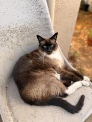 Lost Male Cat last seen homestead road, Sunnyvale, CA 94087