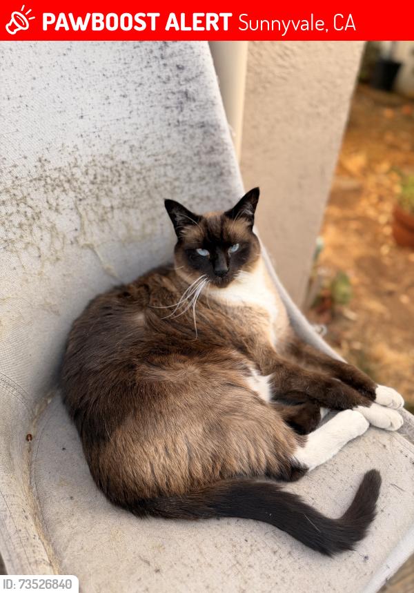Lost Male Cat last seen homestead road, Sunnyvale, CA 94087