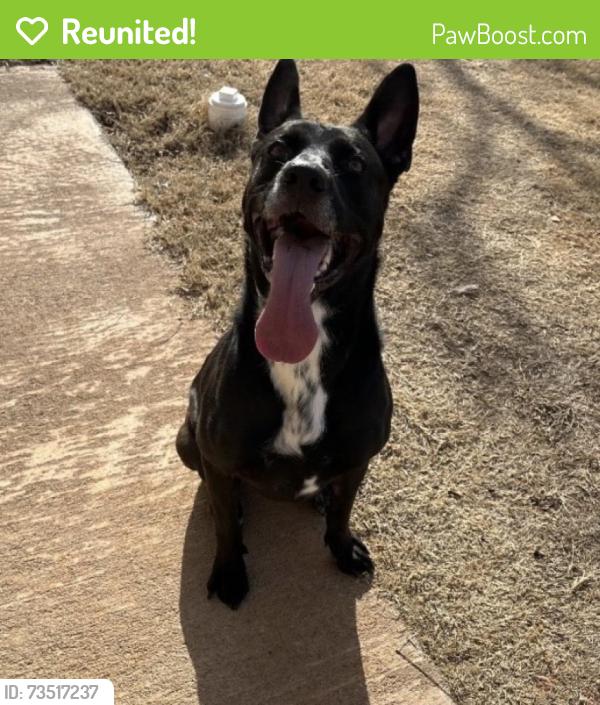 Reunited Male Dog last seen Near Heatherfield Ln, Norman, OK 73071, USA, Norman, OK 73071